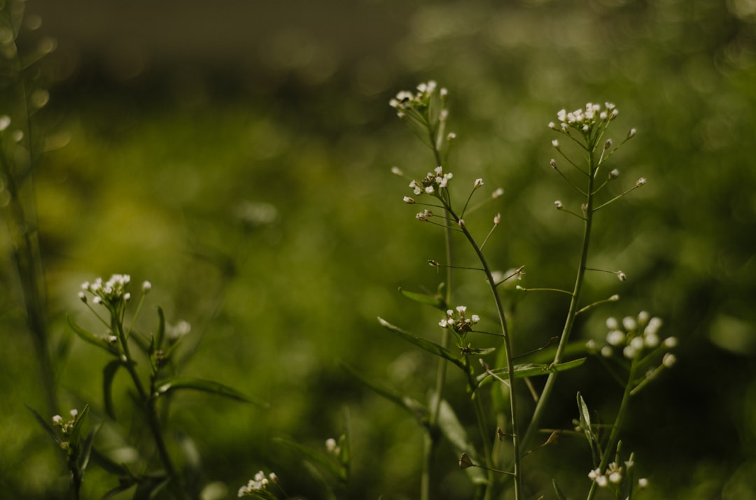 a close up of a plant with white flowers